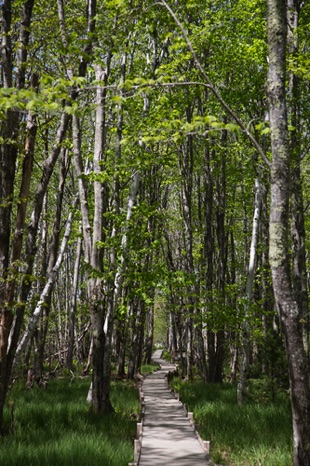 A Path Less Traveled - NHP301 A Path Less Traveled - NHP301